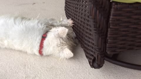 Westie can't stand a squeaky chair