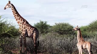 Scientists Stunned to Find Dwarf Giraffes