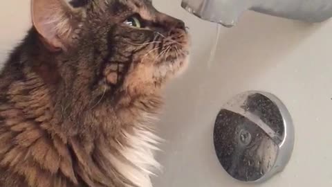 Cat licks dripping water