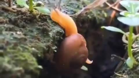 SNAIL INSECT CARRYING ITS SHELL SOFT SLIMY WEIRD SMALL FRAGILE FOREST