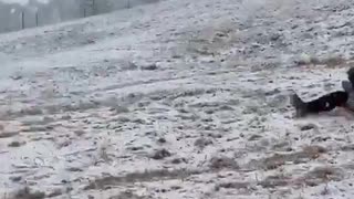 Ethan, Kyle, and Eli Ice sledding!