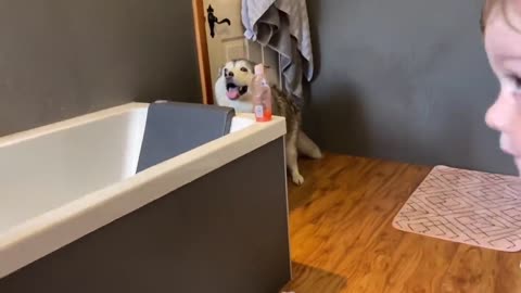 Baby boy Attempts To Bath Worlds Most Stubborn Husky & Instantly Regrets [FUNNIEST VIDEO EVER!!!!]