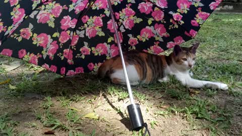Cat under umbrella