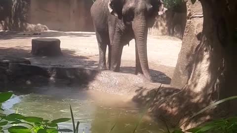 Elephant drinking and playing in the water