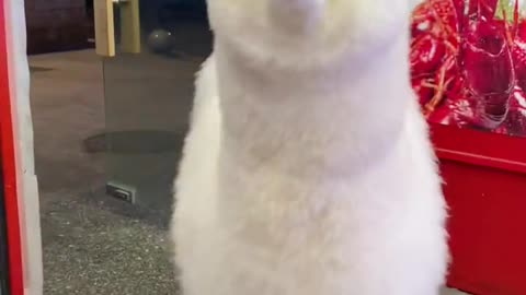 Alpaca is cute and funny