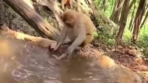 Monkey mom Bathing The Cub