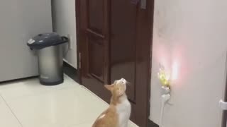 Clever Cat Opens the Door