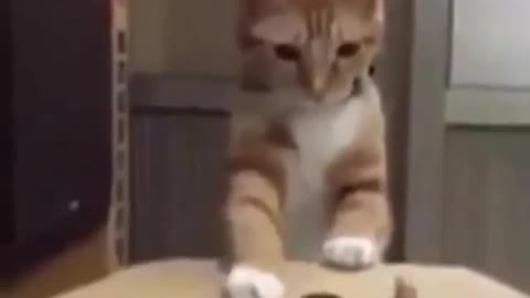Funny and Cute Cat Videos #307
