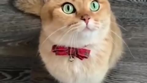 Funny cat. Funny animals. Curious Mosya