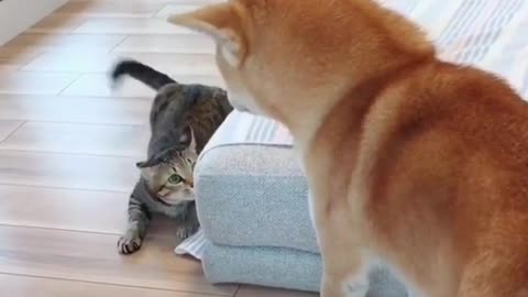 Shocked, the dog saw what the cat was doing and was attacked