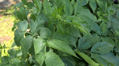 Green leaves plant of summer season Nature