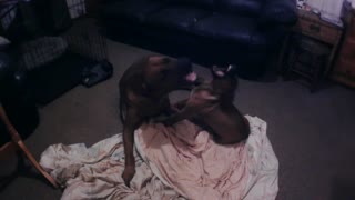 Rhodesian Ridgebacks Lazy Version Of Extreme Wrestling