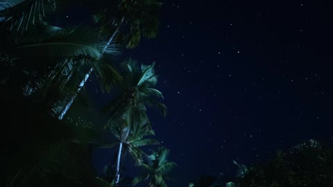 Coconut trees over the sky full of stars