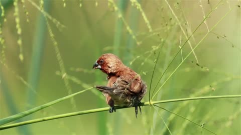 Bird sitting in tall grassland - With great music