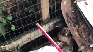 Stubborn Hawk Won't Let Go of Chicken