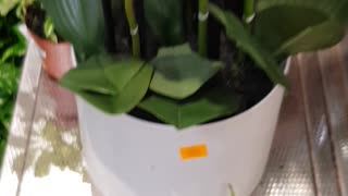 79.99€ for aPlastic fake plant welcome to France