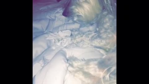 White dog growling and eating paper in bed