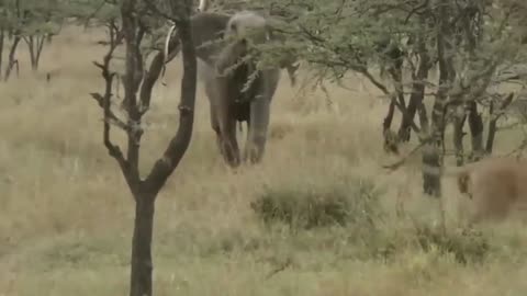 Elephant Charges: Dramatic Encounter with a Lion That Resembles a Dog!