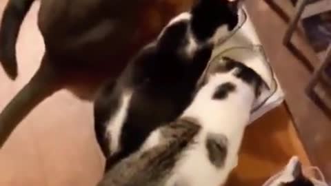 Cats Saying "Nom Nom Nom" While Eating Compilation
