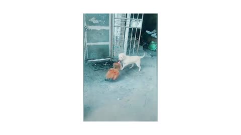 dog vs chicken fighting pt 1