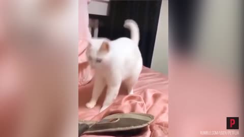 Curious cat gets spooked during the beatbox