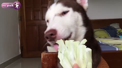 Husky dog ​​can eat spinach, apple, ginger and kimchi