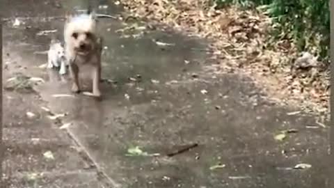 Dog Rescues Abandoned Kitten By Bringing It Home