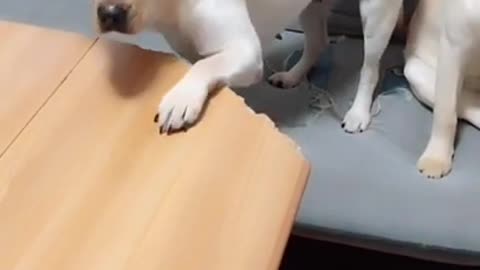 You will get stomach ache from laughing so hard,funny dog