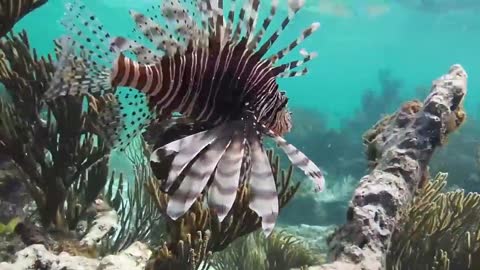 Diving in the Cayman Islands