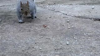 Squirrel Bites Finger By Mistake
