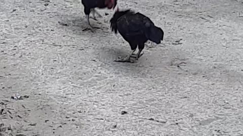 Two hens fighting