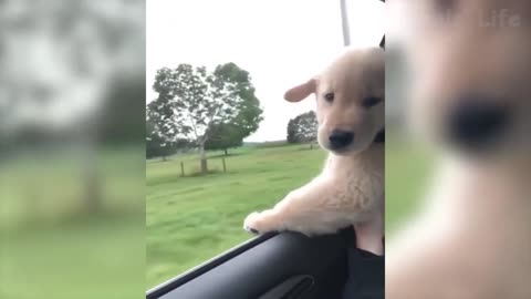 The dog enjoys the gust of wind at high speed