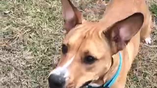 Woman shows birthday treat for dog in blue collar, dog does a spin