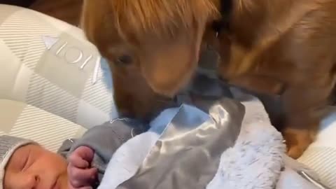 Dog wraps baby in a blanket