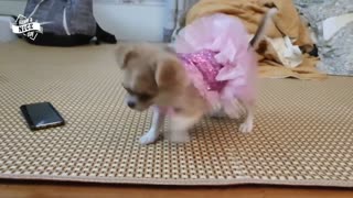 Tiny Rottweiler Cutest Chihuahua Amonie Gervi