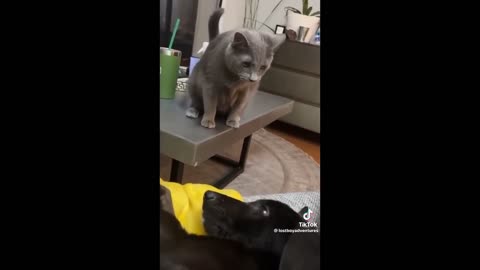 cat and dogs | cat and dogs funny videos | cat and dogs movie | cat and dogs videos @Cat Dogs # 02