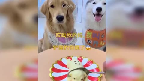 Compilation of funny cats and dogs reaction