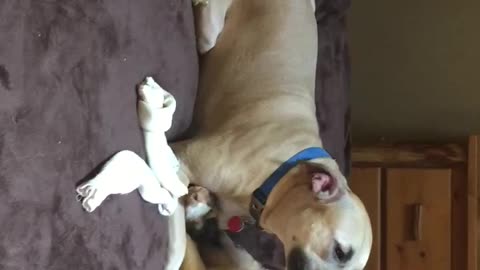 While trying to get the chewy from Big Sis puppy falls off the bed expression Priceless.