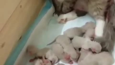 A Momy Cat Having 11 Kitten