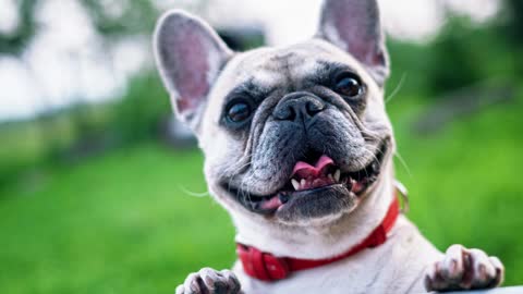 six fun and fascinating dog facts