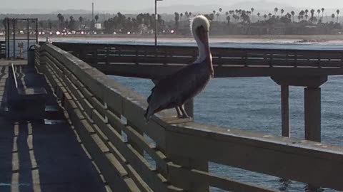 Pelican at Ocean Beach Pier