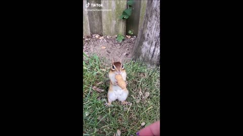 Chipmunk Stairdown Contest For A Nut