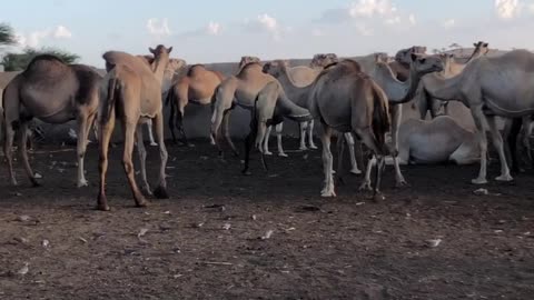 Baligubadle Hargeisa Somaliland