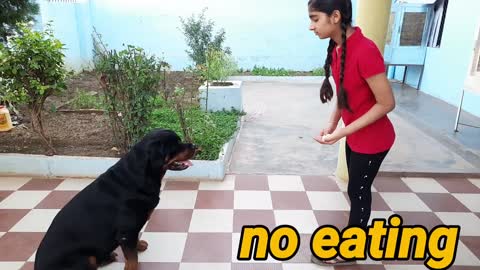 dog showing all training skills |well trained dog ||dog protection skill