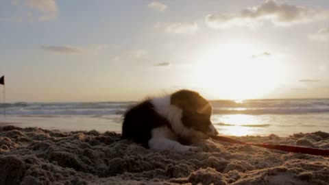 Funny puppy dog playful beach sand play