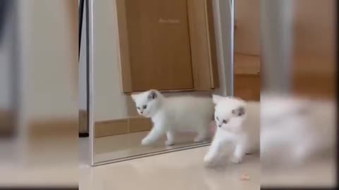 Kitten in front of the mirror.