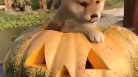 Cute Dog came out from a Halloween