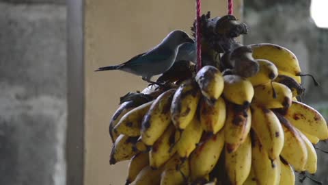 Gray Birds Eating Hanged Bananas