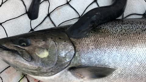 Sea Lamprey Attached to Caught King Salmon