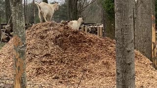 Goat Battles on the Wood Chips 03.2020